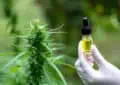 What Are The Potential Benefits Of CBD For Epilepsy And Seizures? 2 What Are The Potential Benefits Of CBD For Epilepsy And Seizures?