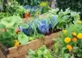 What Is Companion Planting And How To Utilize It For Pest Control In Your Garden
