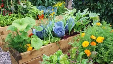 What Is Companion Planting And How To Utilize It For Pest Control In Your Garden