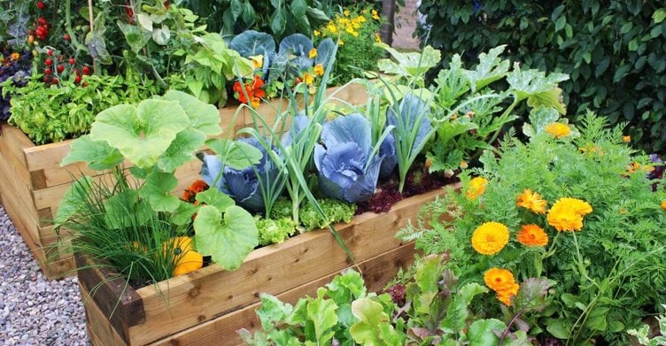 What Is Companion Planting And How To Utilize It For Pest Control In Your Garden