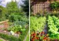 What Is Edible Landscaping And How To Incorporate Edible Plants In Your Landscape 3 What Is Edible Landscaping And How To Incorporate Edible Plants In Your Landscape