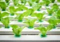 What Is Hydroponic Gardening And How To Set Up A Hydroponic System 5 What Is Hydroponic Gardening And How To Set Up A Hydroponic System