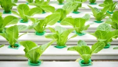 What Is Hydroponic Gardening And How To Set Up A Hydroponic System