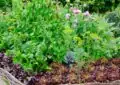 What Is Intensive Gardening And How To Maximize Space In Your Garden