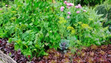 What Is Intensive Gardening And How To Maximize Space In Your Garden