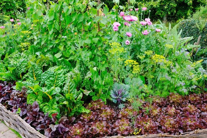 What Is Intensive Gardening And How To Maximize Space In Your Garden