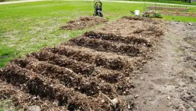 What Is No-Till Gardening And How To Adopt No-Till Practices For Healthy Soil