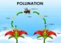 What Is Pollination And Why It Is Vital For Fruit Production In Your Garden