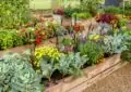 What Is Raised Bed Gardening And How To Build And Maintain Raised Beds 4 What Is Raised Bed Gardening And How To Build And Maintain Raised Beds