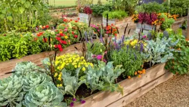 What Is Raised Bed Gardening And How To Build And Maintain Raised Beds