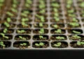 What Is Seed Starting And How To Start Seeds Indoors For Early Planting 4 What Is Seed Starting And How To Start Seeds Indoors For Early Planting