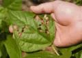 Why Controlling Garden Pests Naturally Is Beneficial And How To Use Natural Pest Control Methods