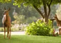Why Creating A Wildlife Habitat Benefits The Ecosystem And How To Attract Wildlife To Your Garden