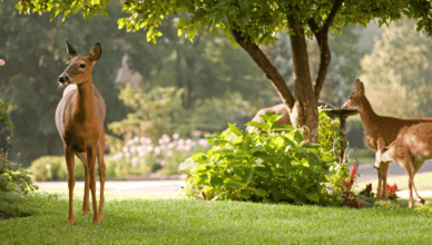 Why Creating A Wildlife Habitat Benefits The Ecosystem And How To Attract Wildlife To Your Garden