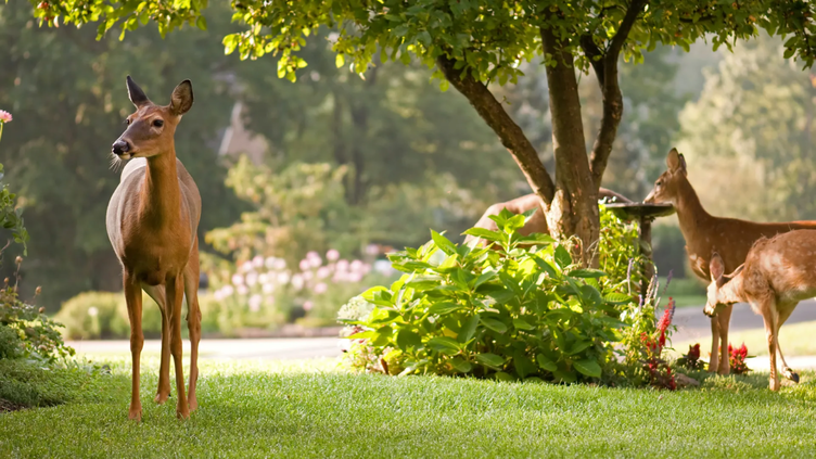 Why Creating A Wildlife Habitat Benefits The Ecosystem And How To Attract Wildlife To Your Garden