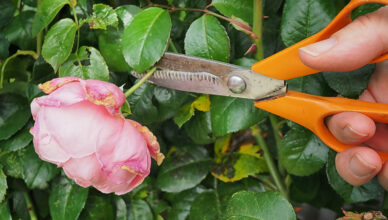 Why Deadheading Flowers Promotes Blooming And How To Deadhead Different Flower Varieties