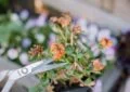 Why Deadheading Perennial Flowers Extends Bloom Time And How To Deadhead Perennials