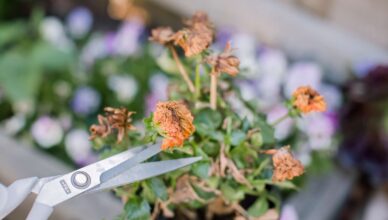 Why Deadheading Perennial Flowers Extends Bloom Time And How To Deadhead Perennials