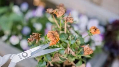 Why Deadheading Perennial Flowers Extends Bloom Time And How To Deadhead Perennials