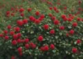 Why Deadheading Roses Enhances Flowering And How To Deadhead Rose Bushes