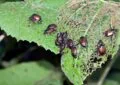 Why Integrated Pest Management Is Sustainable And How To Implement Ipm Strategies 4 Why Integrated Pest Management Is Sustainable And How To Implement Ipm Strategies