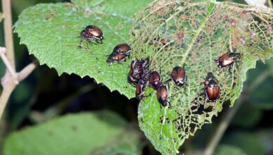 Why Integrated Pest Management Is Sustainable And How To Implement Ipm Strategies