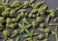 Why Is CBD Believed To Have Anti-Cancer Properties? 2 Why Is CBD Believed To Have Anti-Cancer Properties?