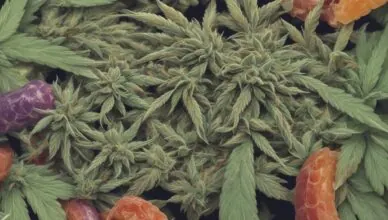 CBD Used For Skin Conditions Like Psoriasis