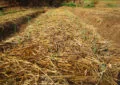 Why Mulching With Organic Materials Benefits Your Garden And How To Choose The Right Mulch 7 Why Mulching With Organic Materials Benefits Your Garden And How To Choose The Right Mulch