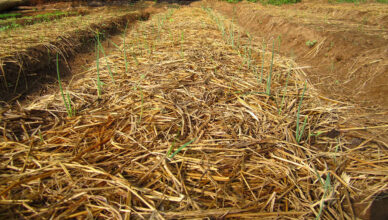 Why Mulching With Organic Materials Benefits Your Garden And How To Choose The Right Mulch