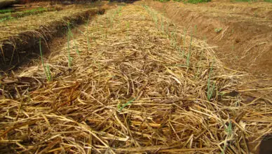 Why Mulching With Organic Materials Benefits Your Garden And How To Choose The Right Mulch