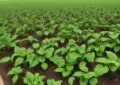 Why Proper Plant Spacing Is Crucial For Healthy Growth And How To Space Your Plants 3 Why Proper Plant Spacing Is Crucial For Healthy Growth And How To Space Your Plants