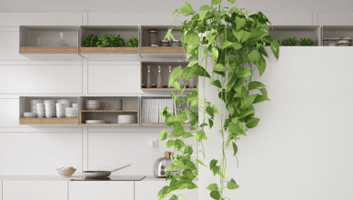 Why Providing Proper Support For Vining Plants Is Necessary And How To Trellis Your Plants