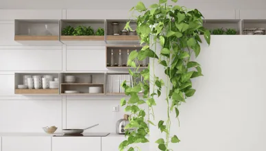 Why Providing Proper Support For Vining Plants Is Necessary And How To Trellis Your Plants