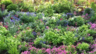 Water Your Garden