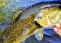 What Is Bass Fishing And How To Target Largemouth Bass?