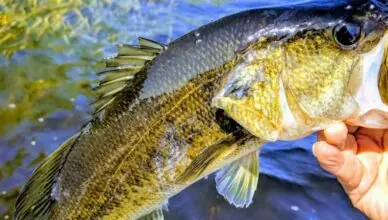 Bass Fishing