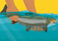 What Is Catch And Release Fishing And Why Is It Important? 7 What Is Catch And Release Fishing And Why Is It Important?