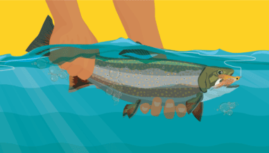 Catch And Release Fishing