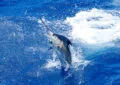 What Is Saltwater Fishing And What Challenges Does It Pose? 6 What Is Saltwater Fishing And What Challenges Does It Pose?
