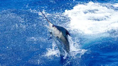 Saltwater Fishing