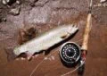 What Is Trout Fishing And What Techniques Are Effective For Trout? 3 What Is Trout Fishing And What Techniques Are Effective For Trout?