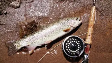 Trout Fishing And What Techniques Are Effective
