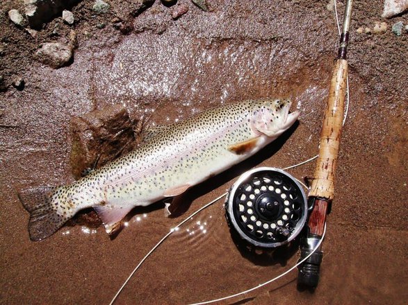Trout Fishing And What Techniques Are Effective