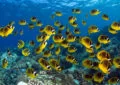 Why Fishing Is An Opportunity To Appreciate Water Conservation?