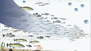 Fishing Is Considered A Low-Impact Recreational Activity