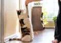 Can Cats Be Trained to Walk on a Leash, and How to Start 6 Can Cats Be Trained to Walk on a Leash, and How to Start