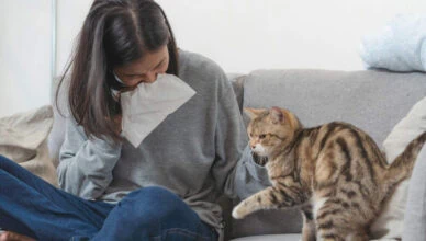 Cats Develop Allergies