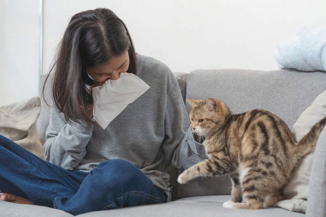 Cats Develop Allergies