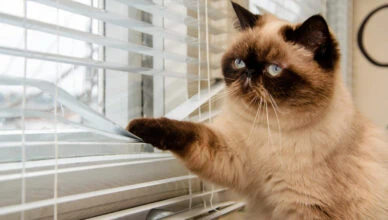 Cats Develop Separation Anxiety